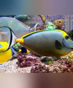 Blonde Naso Tang Streamer