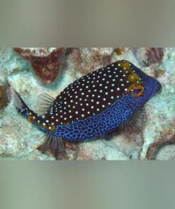 Blue Spotted Boxfish