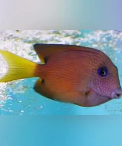 Blue Eye Kole Tang