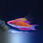 Blue Flasher Wrasse
