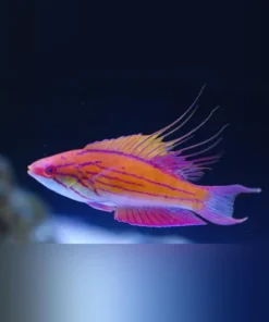 Blue Flasher Wrasse