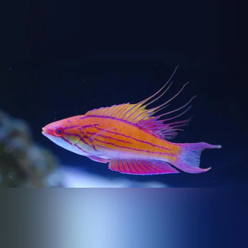 Blue Flasher Wrasse