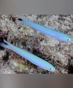 Blue Gudgeon Goby