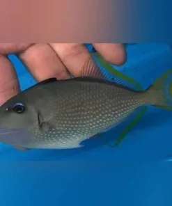 Alternative view of Blue Jaw Triggerfish (Male)