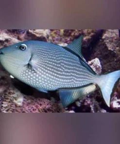 Blue Jaw Triggerfish (female)