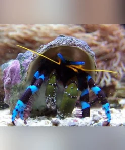 Blue Knuckle Hermit crab