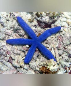 Blue Linckia Starfish