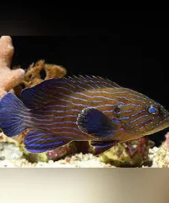 Blue Line Grouper