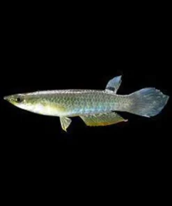 Blue Wonder Killifish