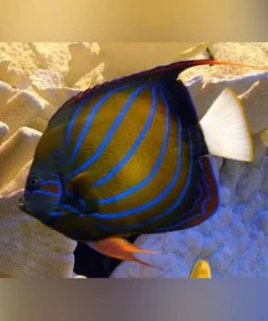 Blue Ring Angelfish