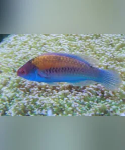 Blue Sided Fairy Wrasse
