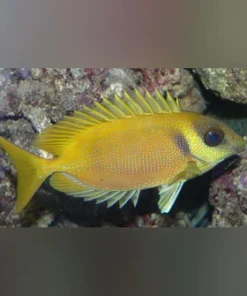 Blue Spotted Rabbitfish