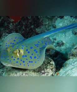 Blue Spotted Stingray