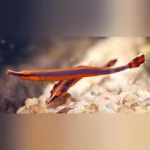 Bluestripe Piptefish