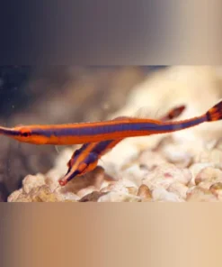 Bluestripe Piptefish