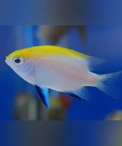 Bluefin Damselfish