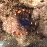 Blue Banded Coral Shrimp