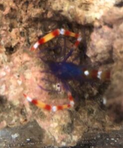 Blue Banded Coral Shrimp