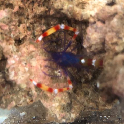 Blue Banded Coral Shrimp