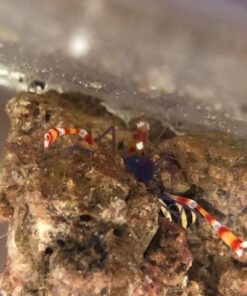 Alternative view of Blue Banded Coral Shrimp