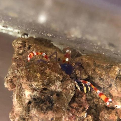Blue Banded Coral Shrimp - Image 2