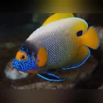 Blueface Angel (Adult)