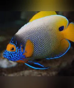 Blueface Angel (Adult)