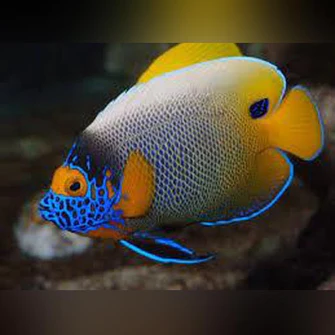 Blueface Angel (Adult)