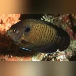 Bluefin Angelfish