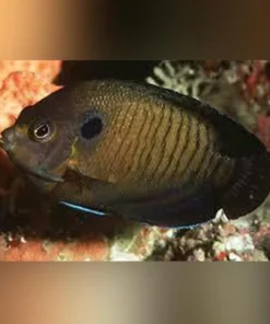 Bluefin Angelfish