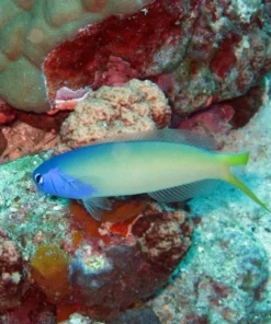 Blueface Tile Goby