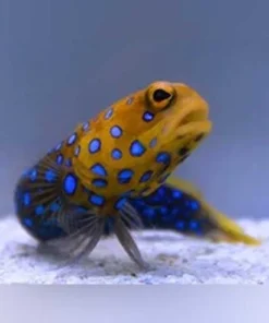 Blue-spotted Jawfish