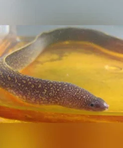 Brackish Snowflake Moray Eel