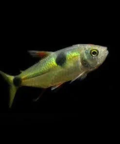 Exodonus Tetra