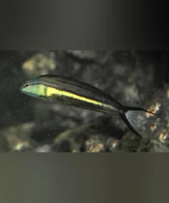 Bundoon Blenny