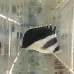 Burgess' Butterflyfish