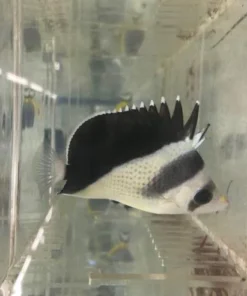 Burgess' Butterflyfish
