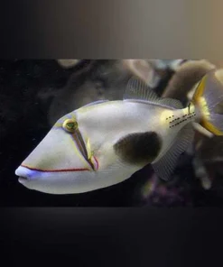 Bursa Triggerfish