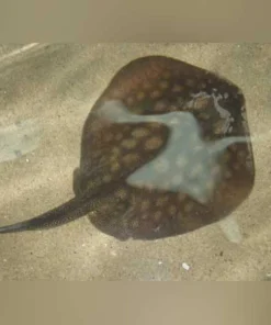 California Stingray