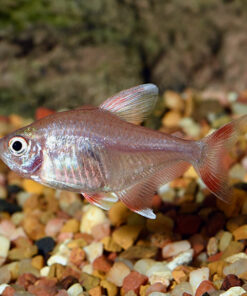Candy Cane Tetra Group