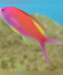 Carberri Anthias
