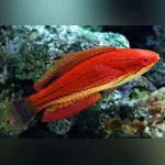 Carpenter's Fairy Wrasse
