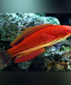 Carpenter's Fairy Wrasse
