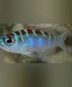 Chalk Basslet