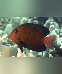 Chevron Tang