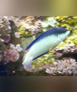 China Wrasse
