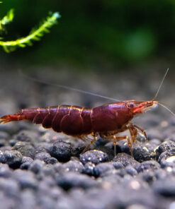 Chocolate Cherry Shrimp Group