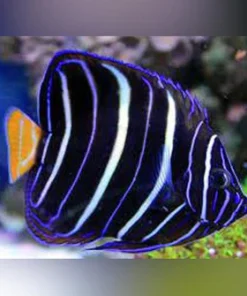 Chrysurus Angelfish