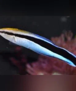 Cleaner Wrasse