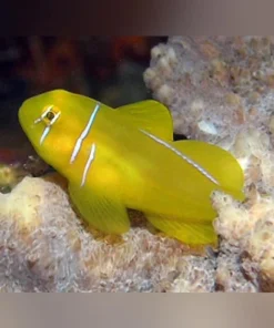 Clown Citron Goby